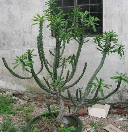 霸王鞭植株