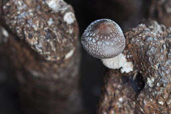 畸形香菇的症状及防治措施