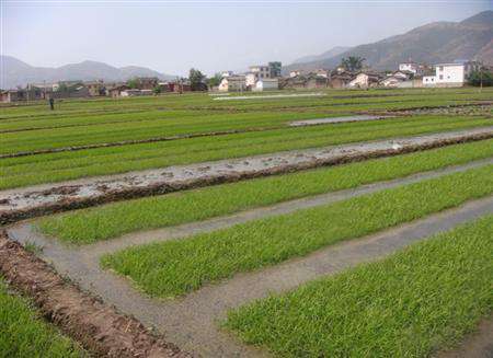 在水田生产中怎样提高磷肥的利率用