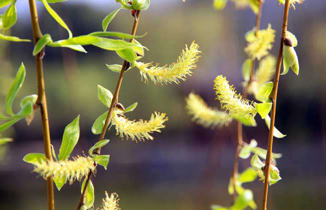 柳树什么时候开花？