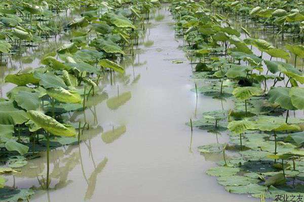 浅水莲藕种植技术