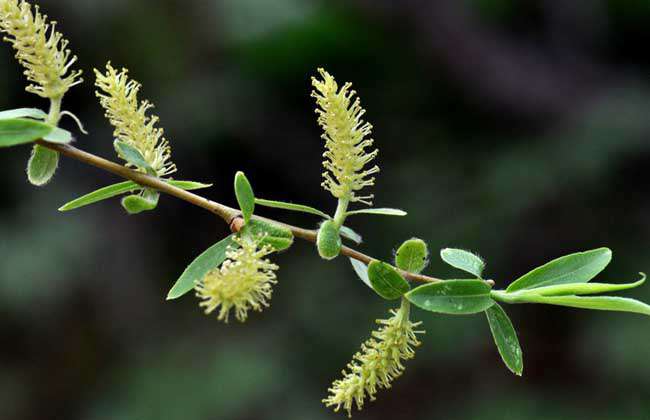 柳树什么时候开花？