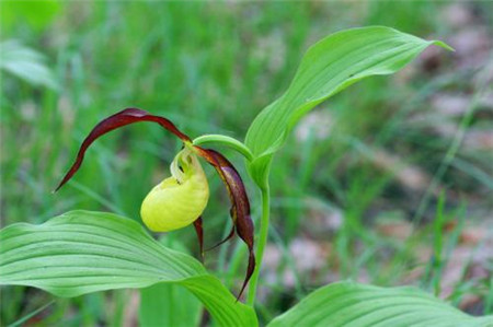 杓兰植株