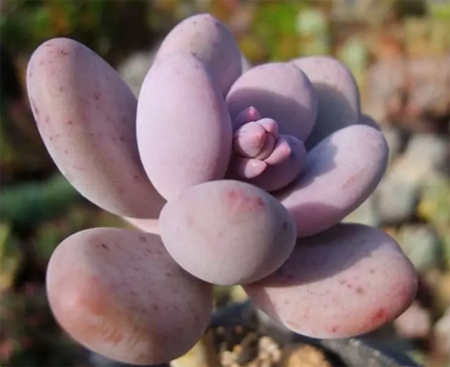 宝石花是什么？五种宝石花的养护小常识