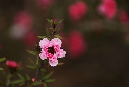 松红梅开花