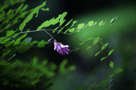 漂亮的花木蓝