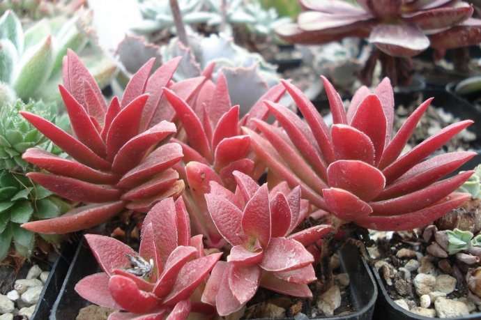 红叶祭 Crassula 'Momiji Matsuri'