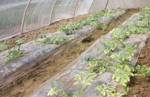 西瓜田除草剂药害产生 因素、症状及防治补救措施