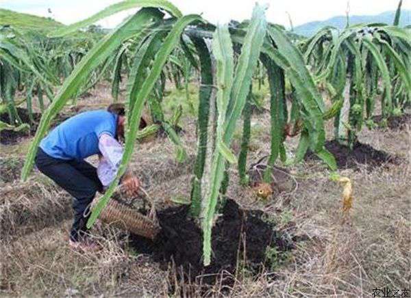 火龙果种植水肥管理技巧