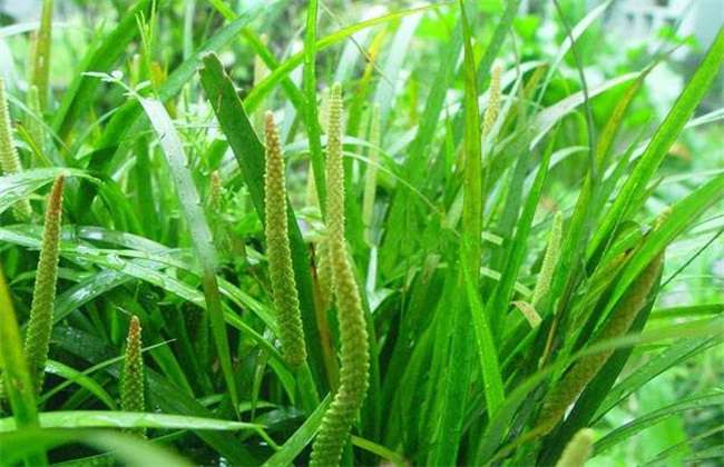 石菖蒲目前市场价格 野生石菖蒲多少钱一斤