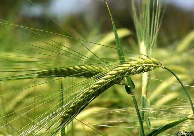 燕麦种植技术要点