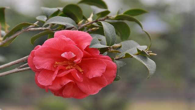 茶花可以种在院子里吗