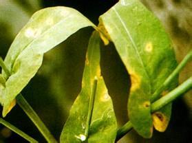 及早防治油菜菌核病和蚜虫