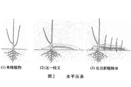 迎春花的压条法