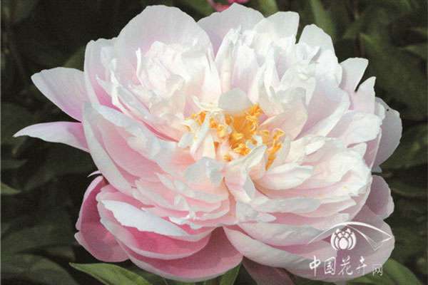 ‘晓芙蓉’2.jpg