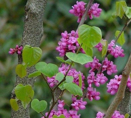 紫荆花植株