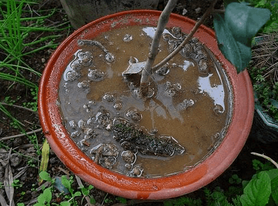 茶花浇水