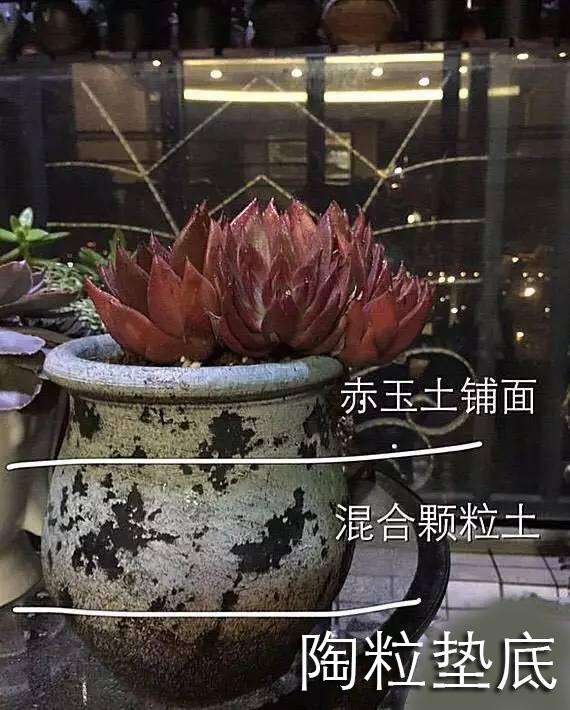 怎么浇水都不怕的多肉配土