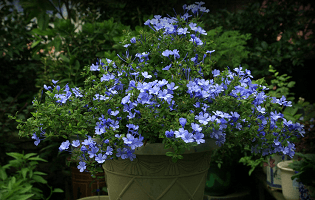 蓝雪花植株