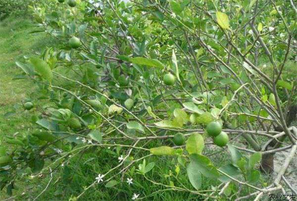 芭乐种植的肥水管理