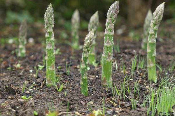 芦笋种植的育苗技术要点