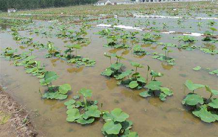 旱地怎么种植莲藕？