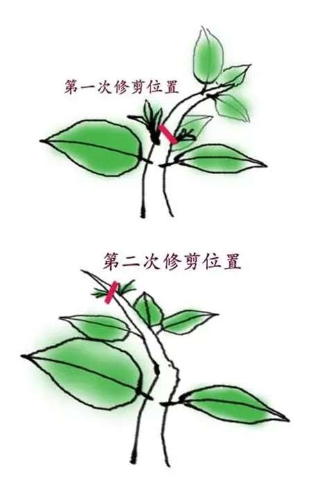 栀子芽口相对