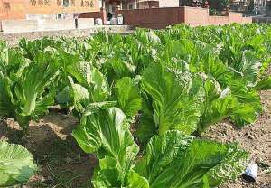 茎用芥菜栽培--土壤耕作、播种育苗