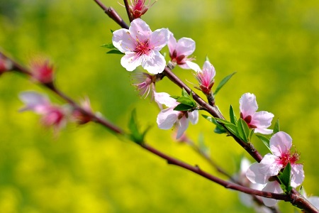 美丽的桃花