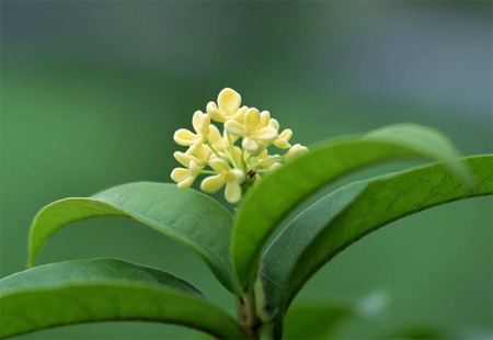 桂花怎么养？桂花扦插繁殖的图解教程