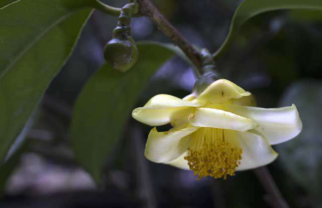 金花茶树苗价格及种植方法