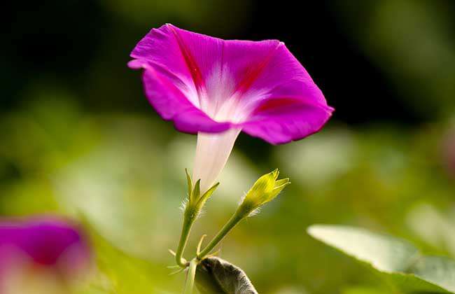 牵牛花种子价格及种植方法