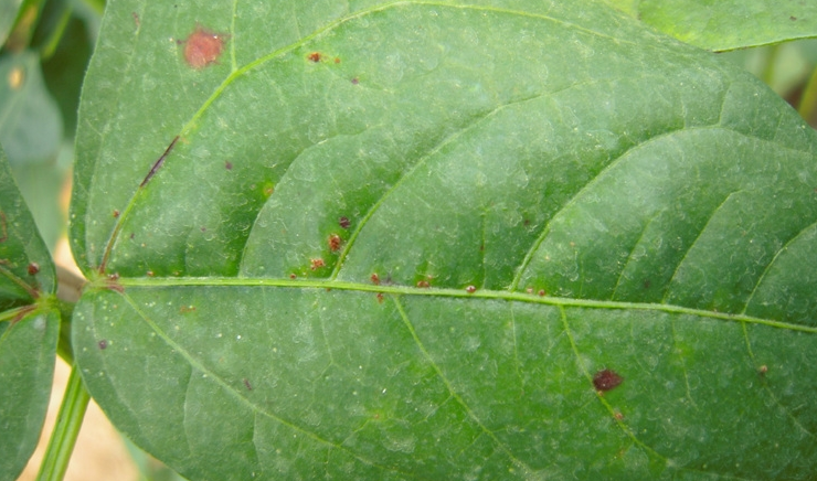 豆角锈病怎样预防