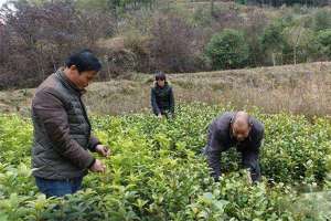 花门镇：花卉苗木“俏”四方