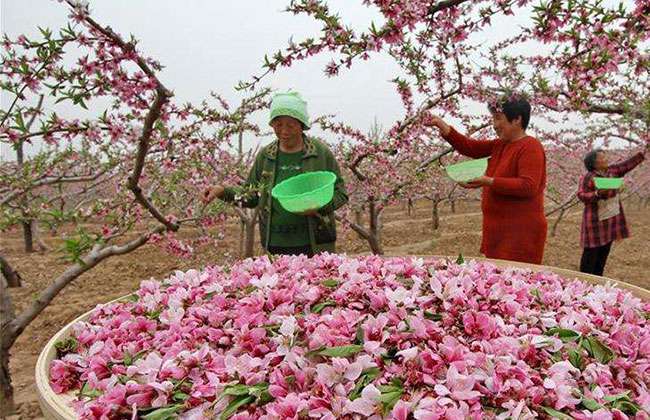 桃花