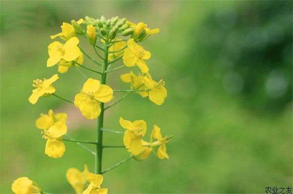 油菜花种植技术之合理施肥措施