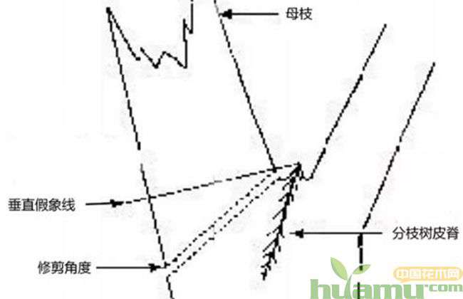 谈一谈园林树木修剪标准5.jpg