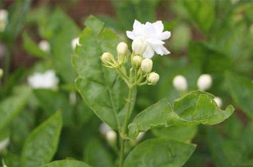 被虫吃了的茉莉花