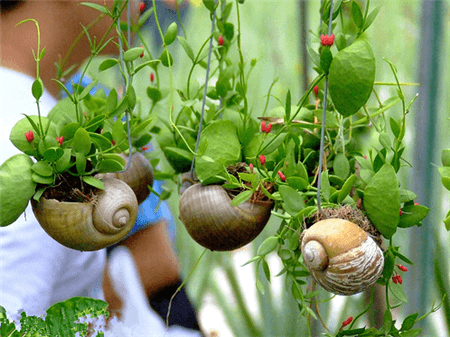 多肉植物盆景制作