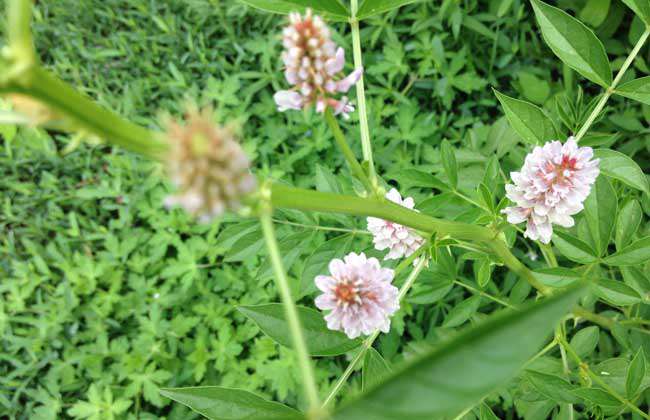 甘草种子价格及种植方法