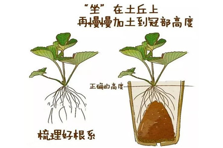 种植示意图