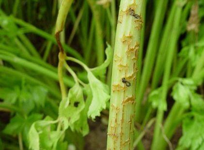 芹菜空心如何防治？