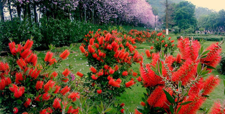 红花银桦植株