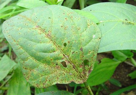 豇豆种植技术图片视频