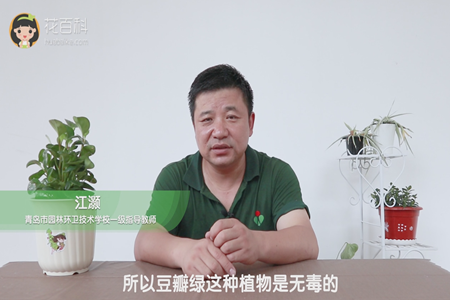 所以豆瓣绿这种植物是无毒的