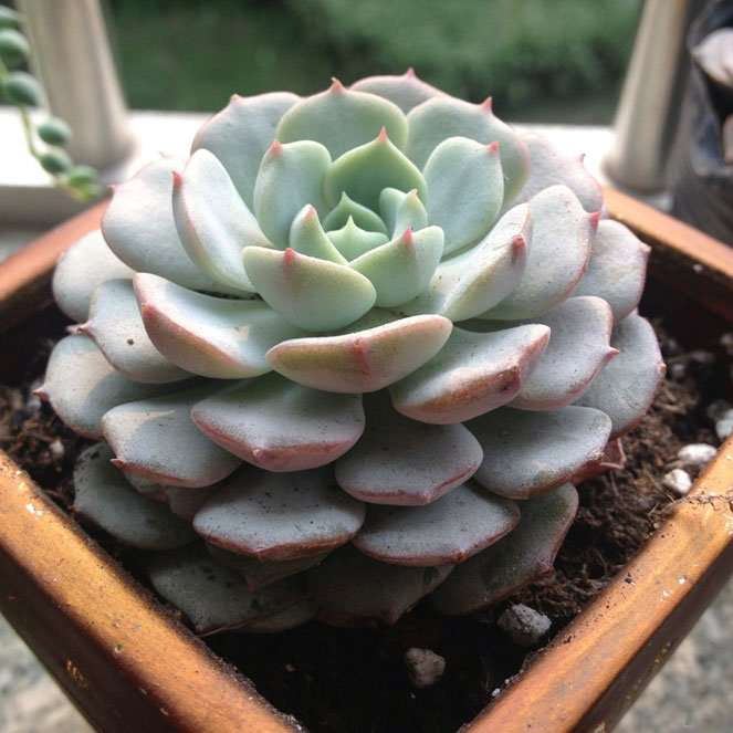 克拉拉 Echeveria clara