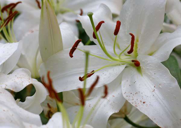 百合花语是什么-