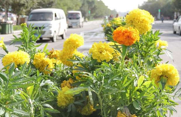 花卉县城.jpg