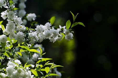 麦李的庭院种植方法