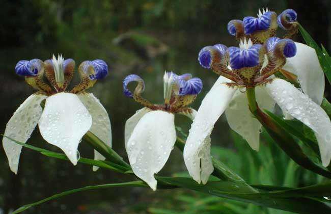 鸢尾花种子价格及种植方法